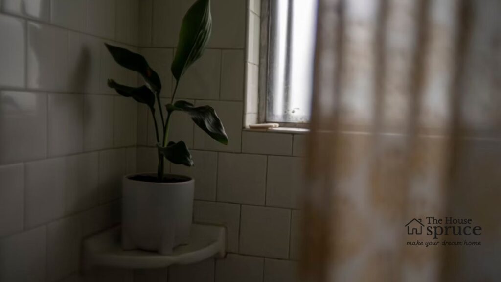 Mood Boosting Plants