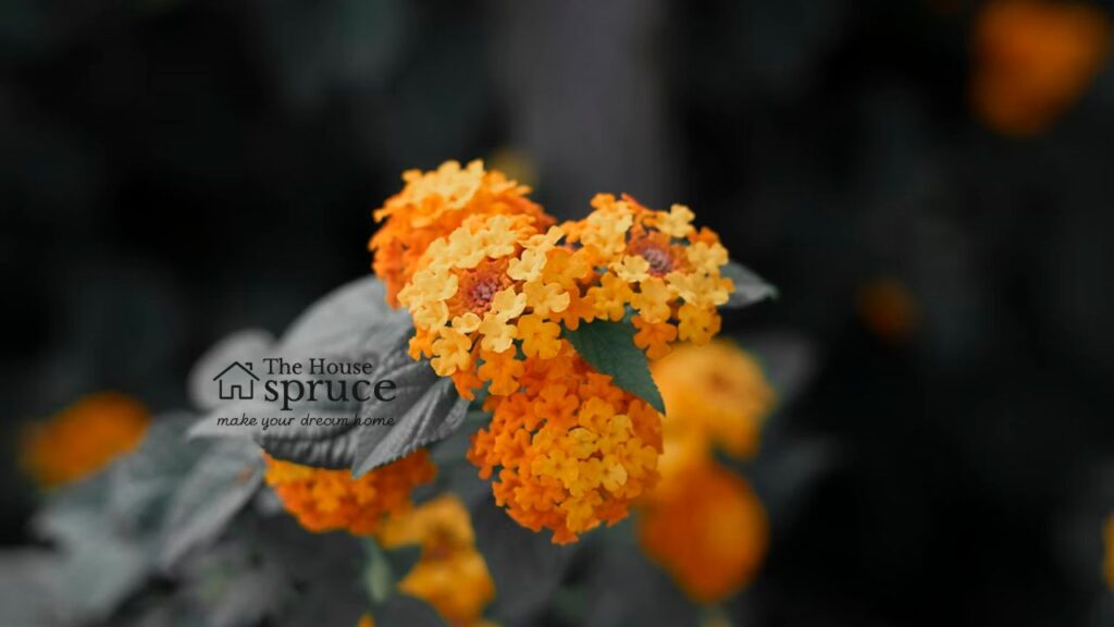 Some Famous Orange Flower Types And What They Signify