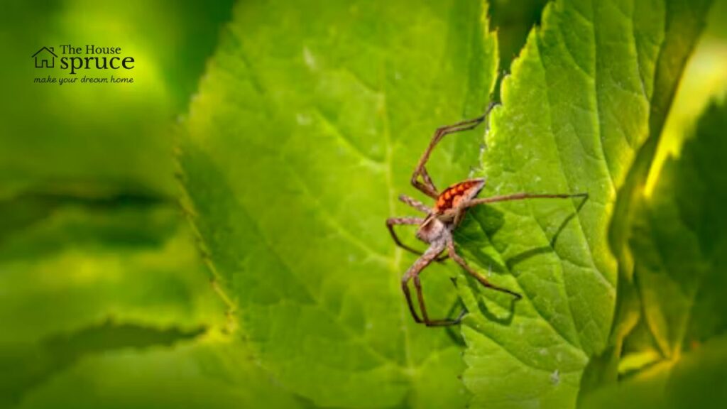 Pest and Disease Management