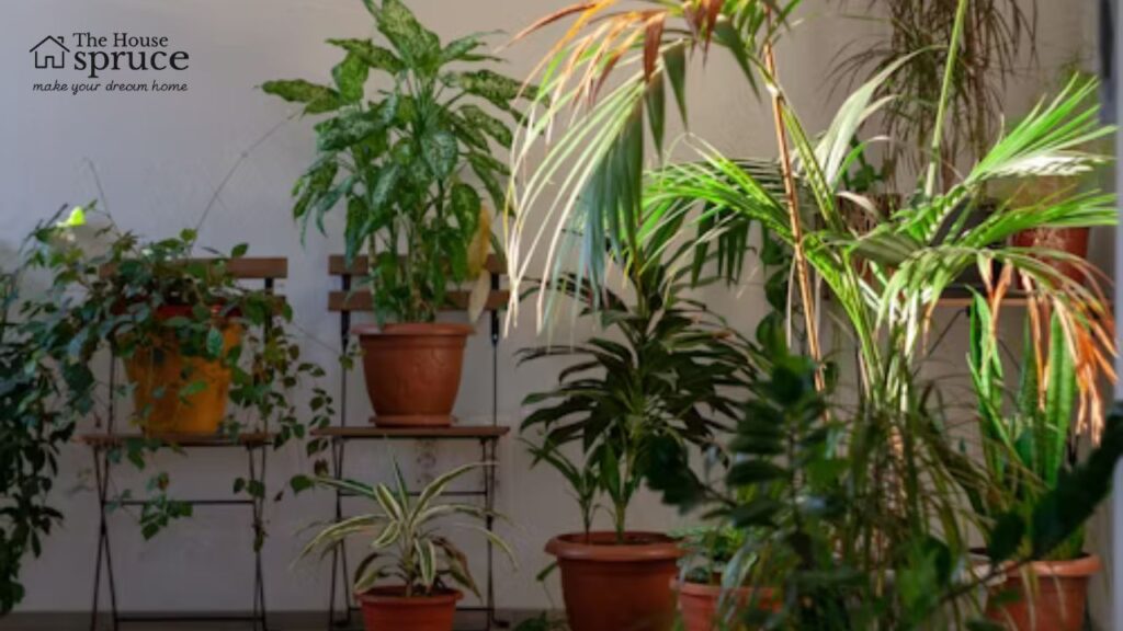 The Extraordinary Chance Of Having House Plants